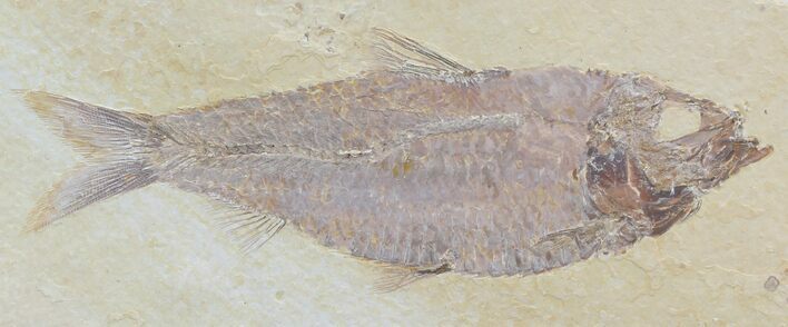 Large, Knightia Alta Fossil Fish #32931
